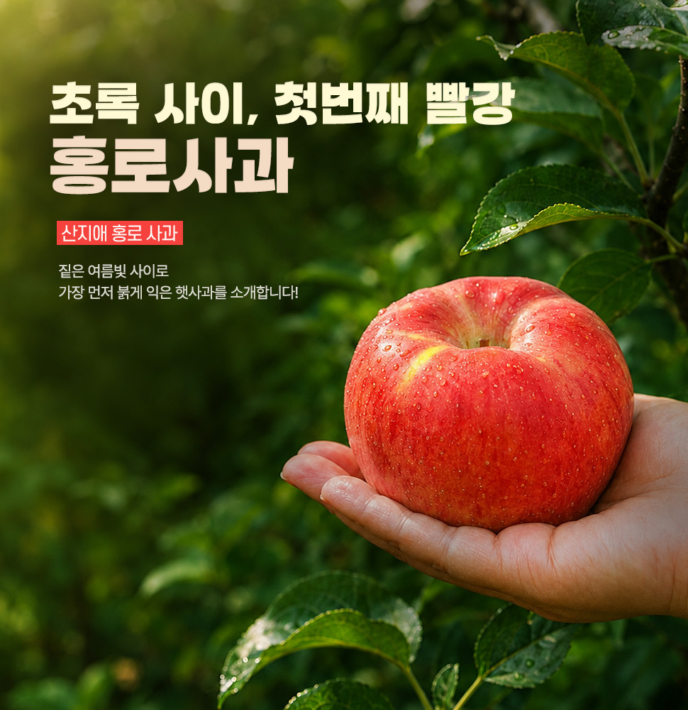 산지애 홍로사과