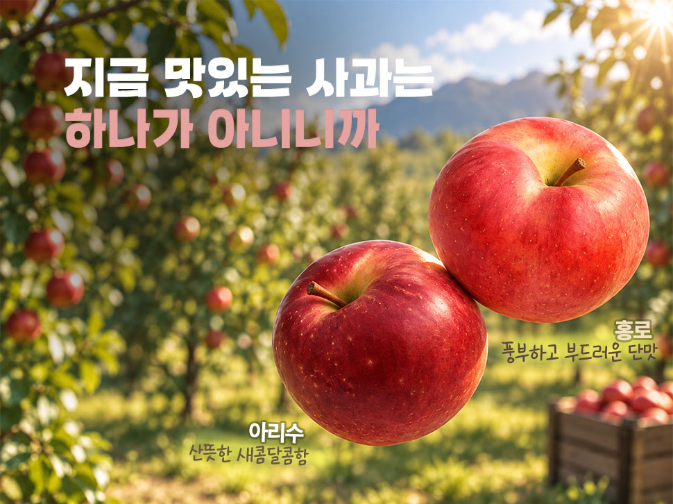 산지애 아리수와 홍로사과